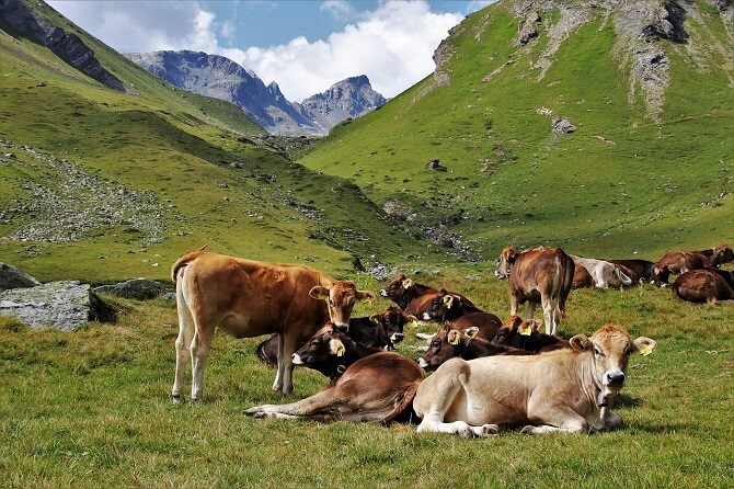 stádo krav na horské pastvině
